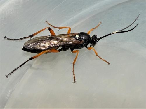 Réf. 285 105 : Diphyus quadripunctorius
